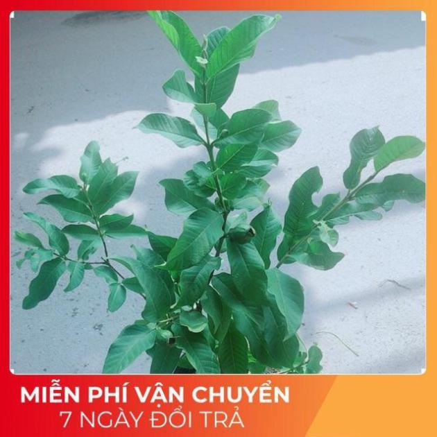 Cây Ổi Kiểng