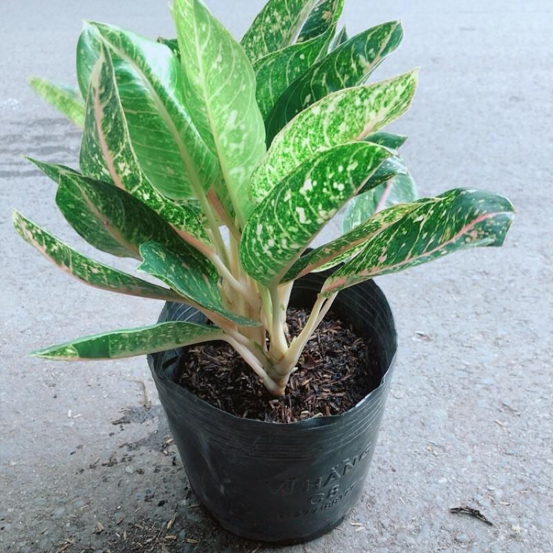 Cây Cung Điện Vàng