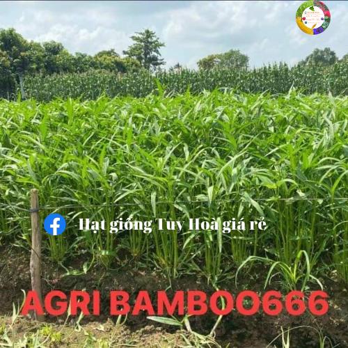 Hạt giống rau muống lá tre agri bamboo 666 siêu ngọn gói 1kg