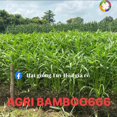 Hạt giống rau muống lá tre agri bamboo 666  siêu ngọn gói 1kg