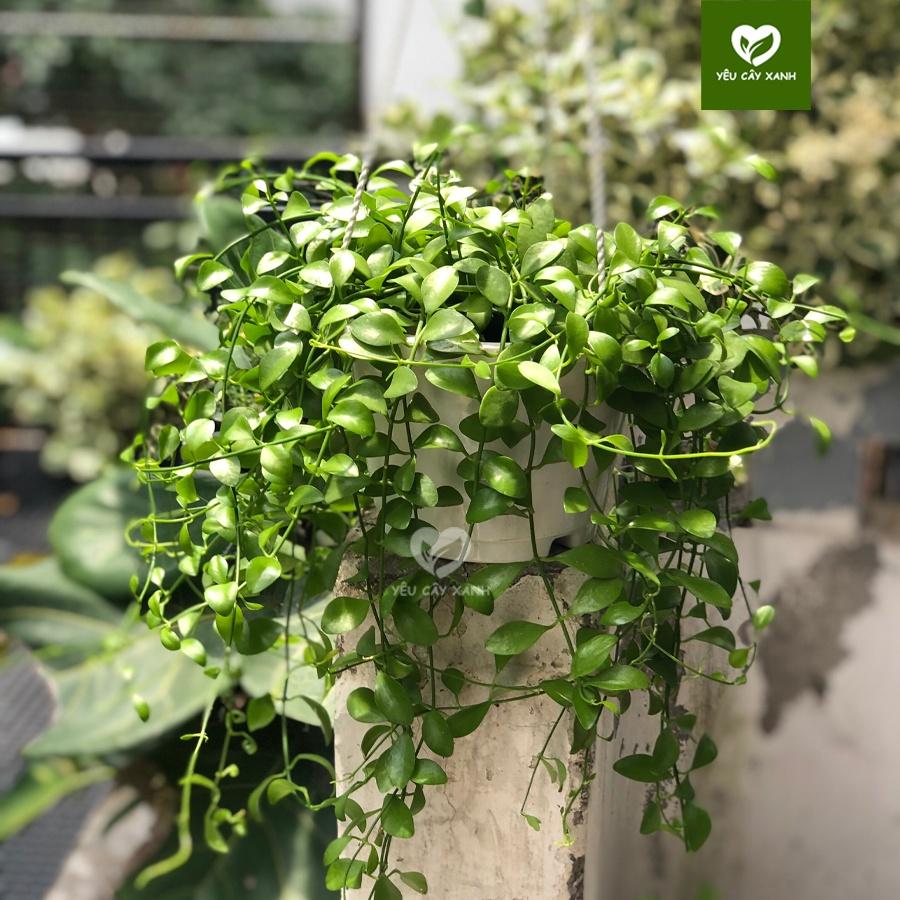 Cây Treo Lan Đô La trang trí ban công, sân vườn