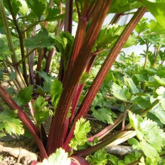 Hạt giống rau cần tây đỏ-gói 1 gram-tặng kèm gói phân bón lót