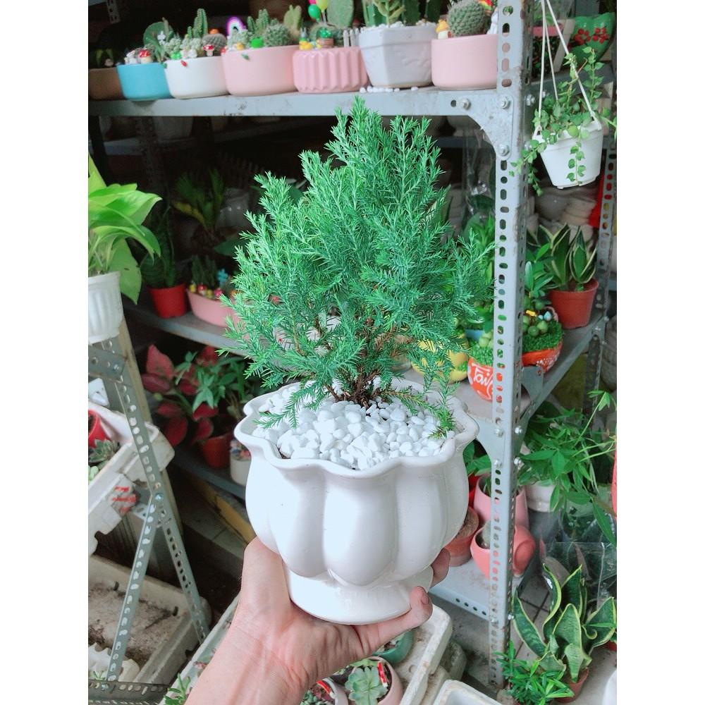Cây Tùng Bồng Lai Chậu Sứ