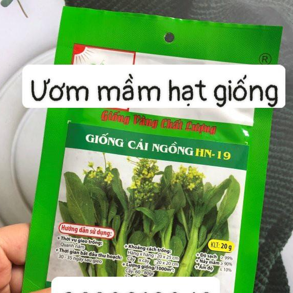 Hạt giống cải ngồng HN 19