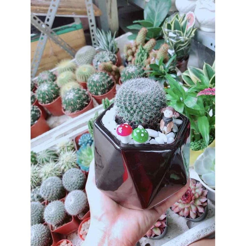 Chậu Xương Rồng Bán Chạy