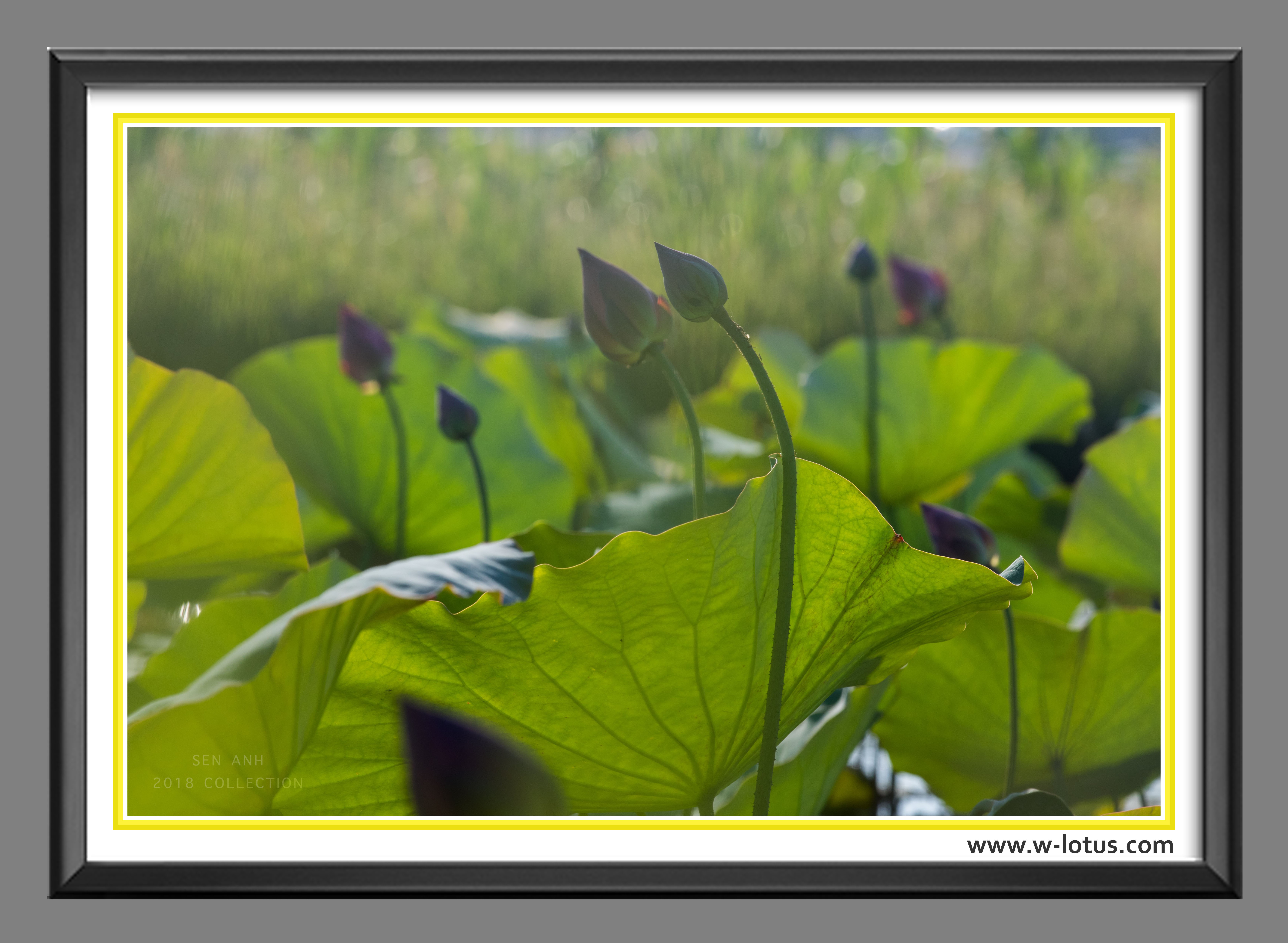 Tranh canvas hoa Sen treo phòng khách ST-00022