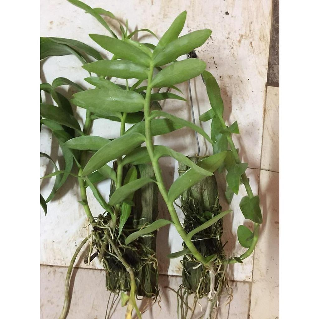 Cốc lan phi điệp đột biến 5 cánh trắng SƠN NỮ , hoa cực đẹp, cực hiếm, hàng gieo hạt, cây y hình