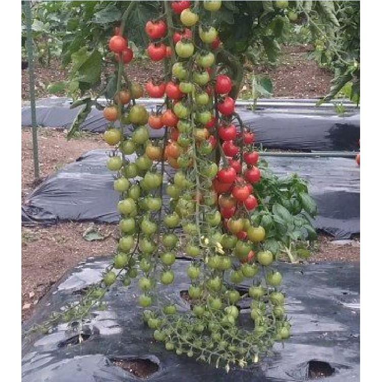 Hạt giống cà chua bi dây quả đỏ - 30 hạt/gói