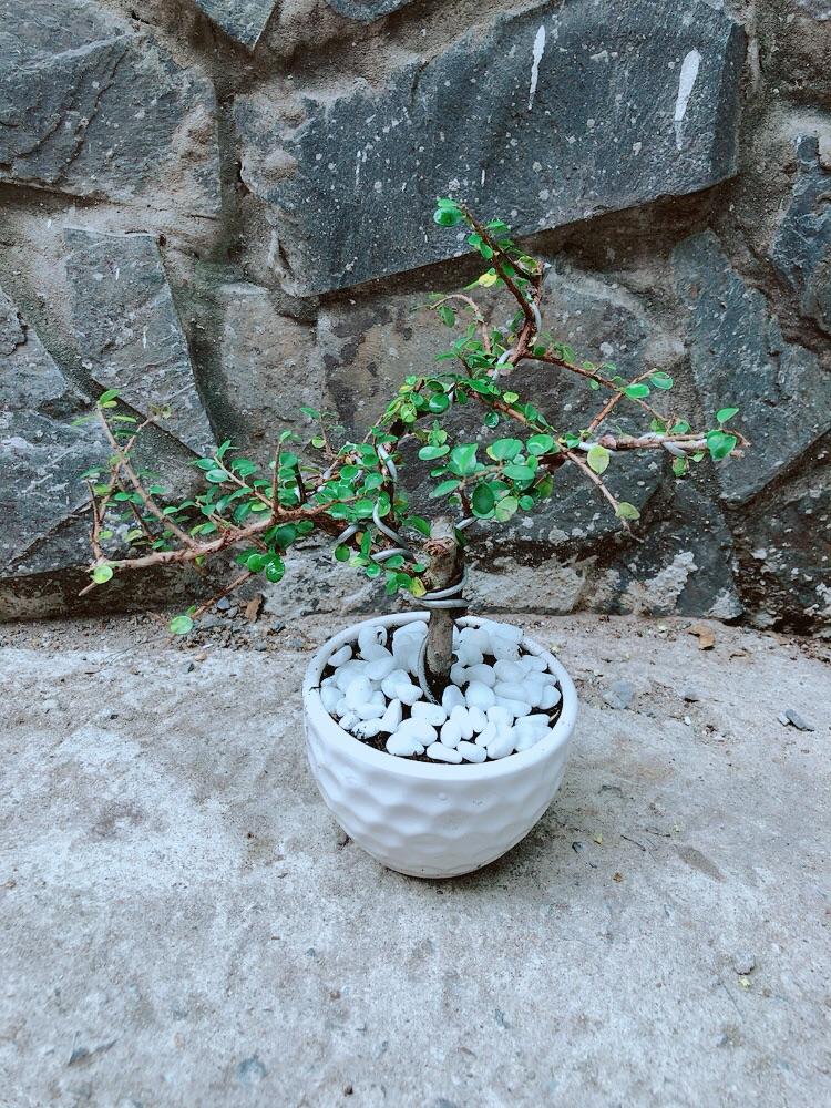 Chậu Cây Linh Sam Núi