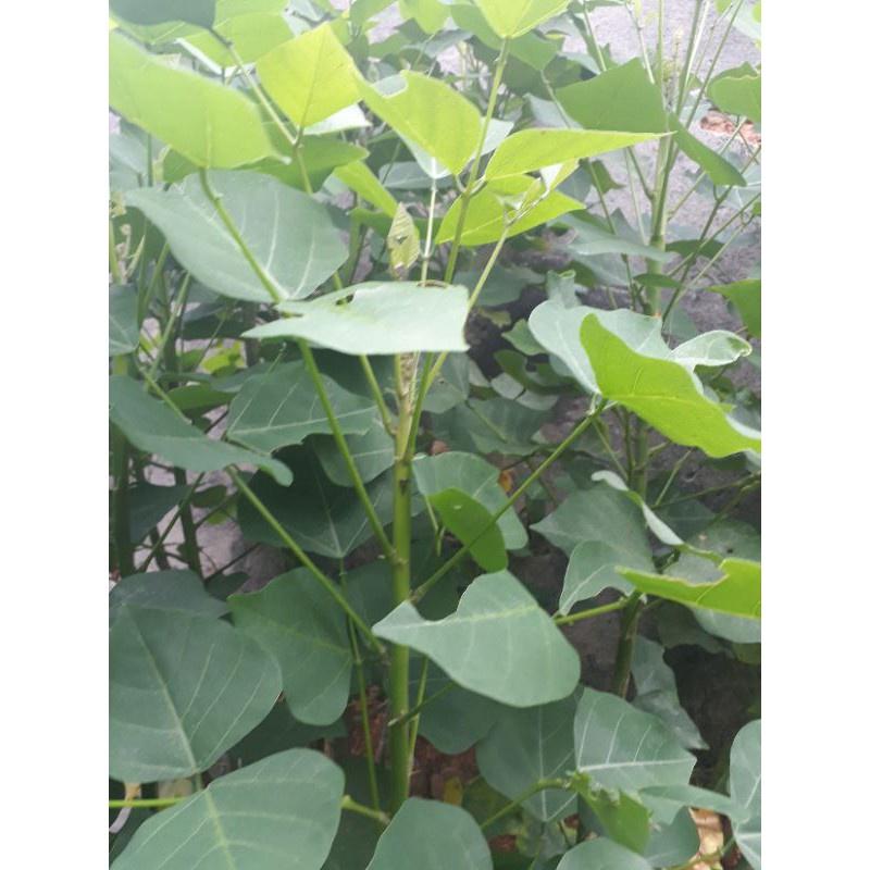 Cây lá vông nem giống -cây ươm bầu
