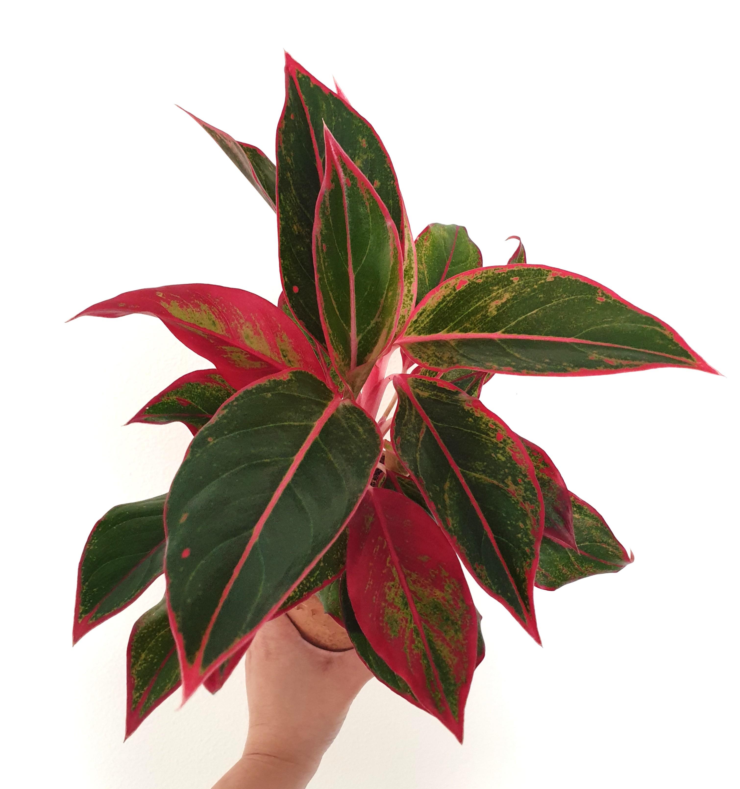Cây giống phú quý Aglaonema hybrid 'Crete' Mầm Xinh