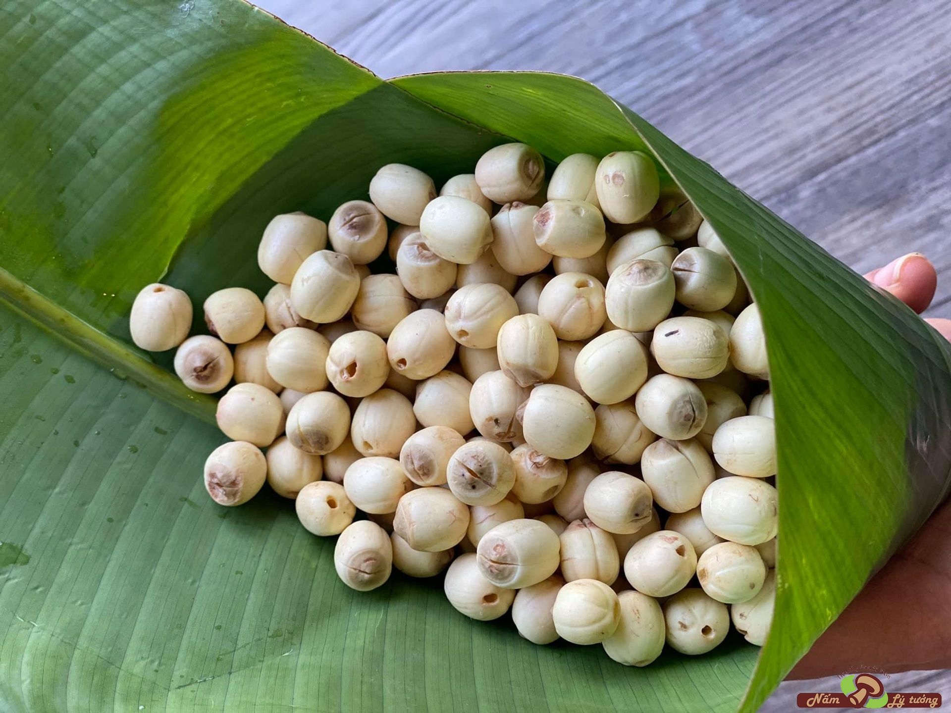 Hạt Sen Bắc Khô Lý Tưởng 200g