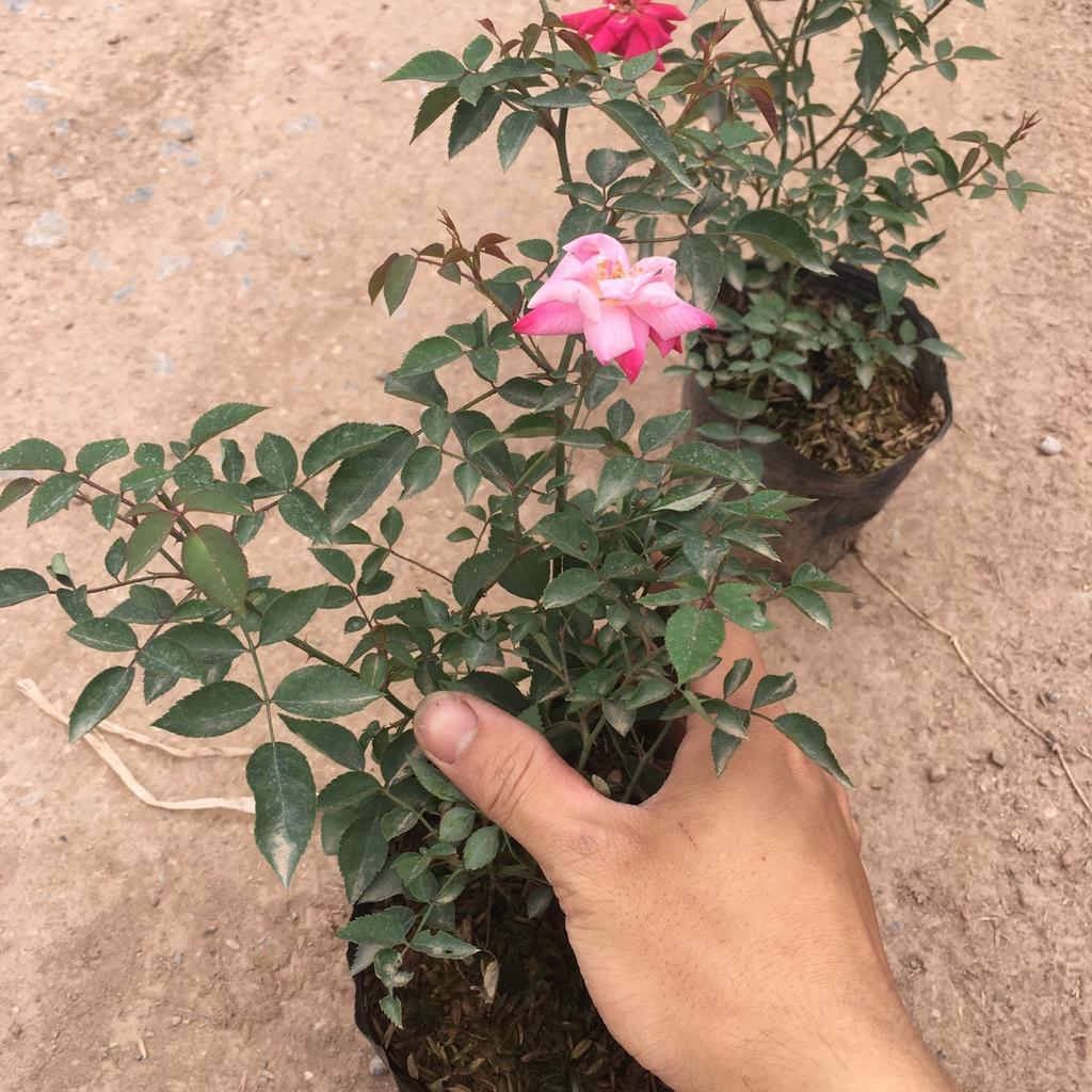 Cây Hoa Hồng Quế Bụi Ra Hoa Quanh Năm Dễ Trồng,Dễ Chăm