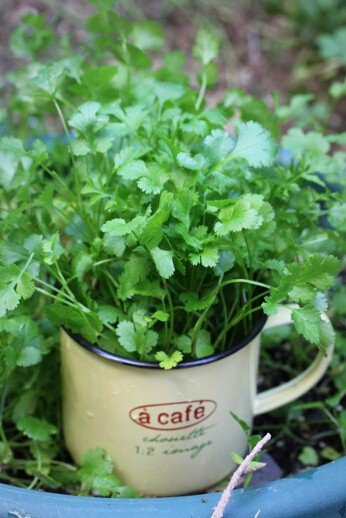 Hạt giống rau mùi – ngò rí 1