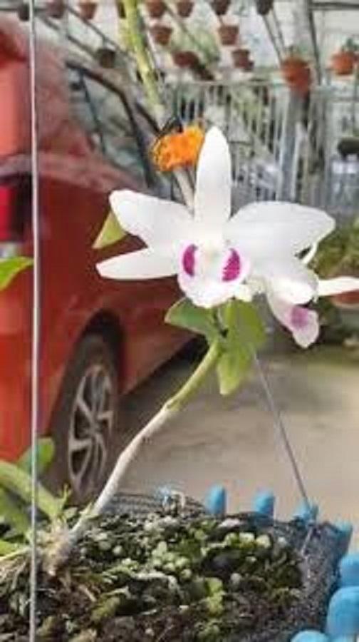 Phi điệp đột biến VỌNG XƯA