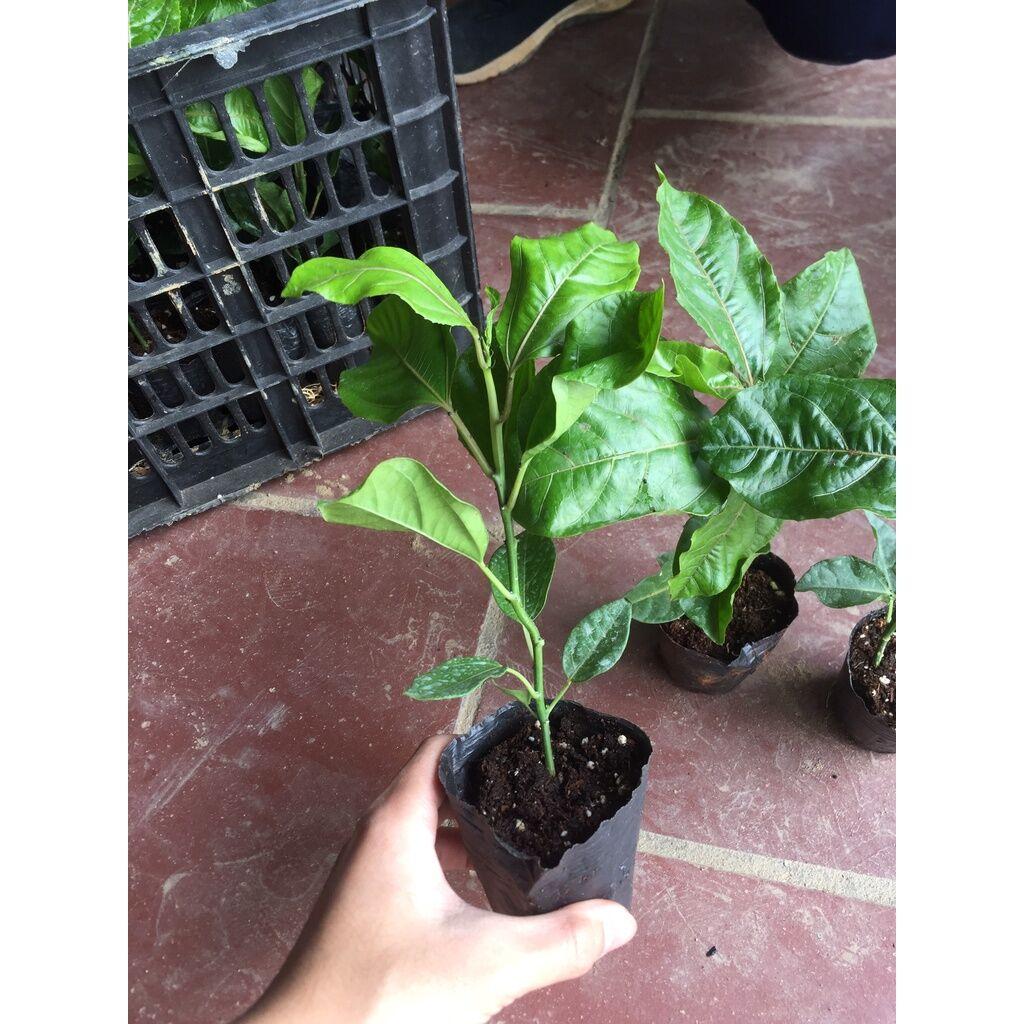 Cây Chanh Leo Chuối Nam Mỹ, chanh dây chuối giống