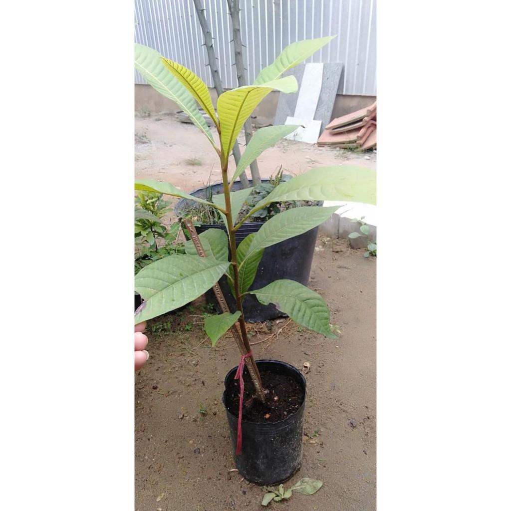 Cây hồng xiêm ruột đỏ khủng lồ