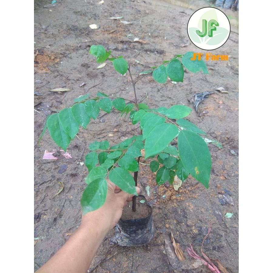 Cây giống Khế Ngọt quả cực ngon