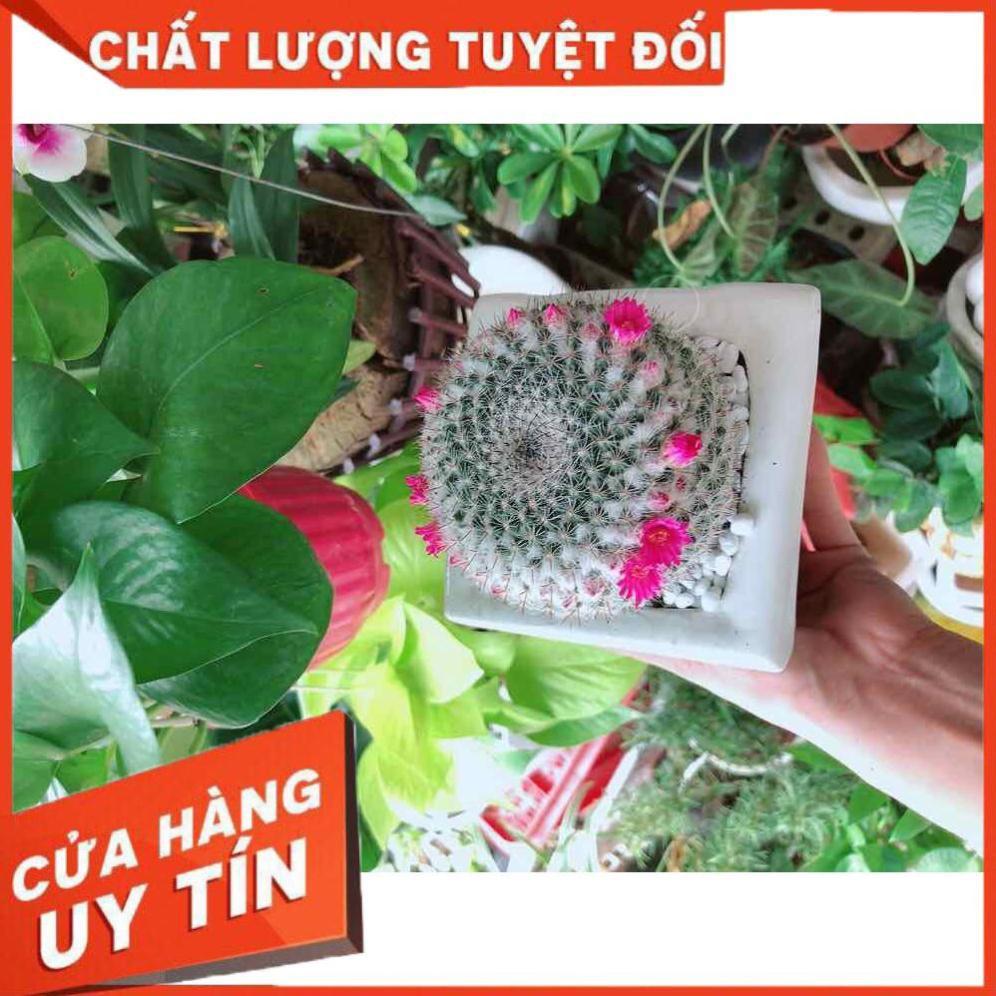 Chậu xương rồng nở hoa sẵn Nhiều Người Mua
