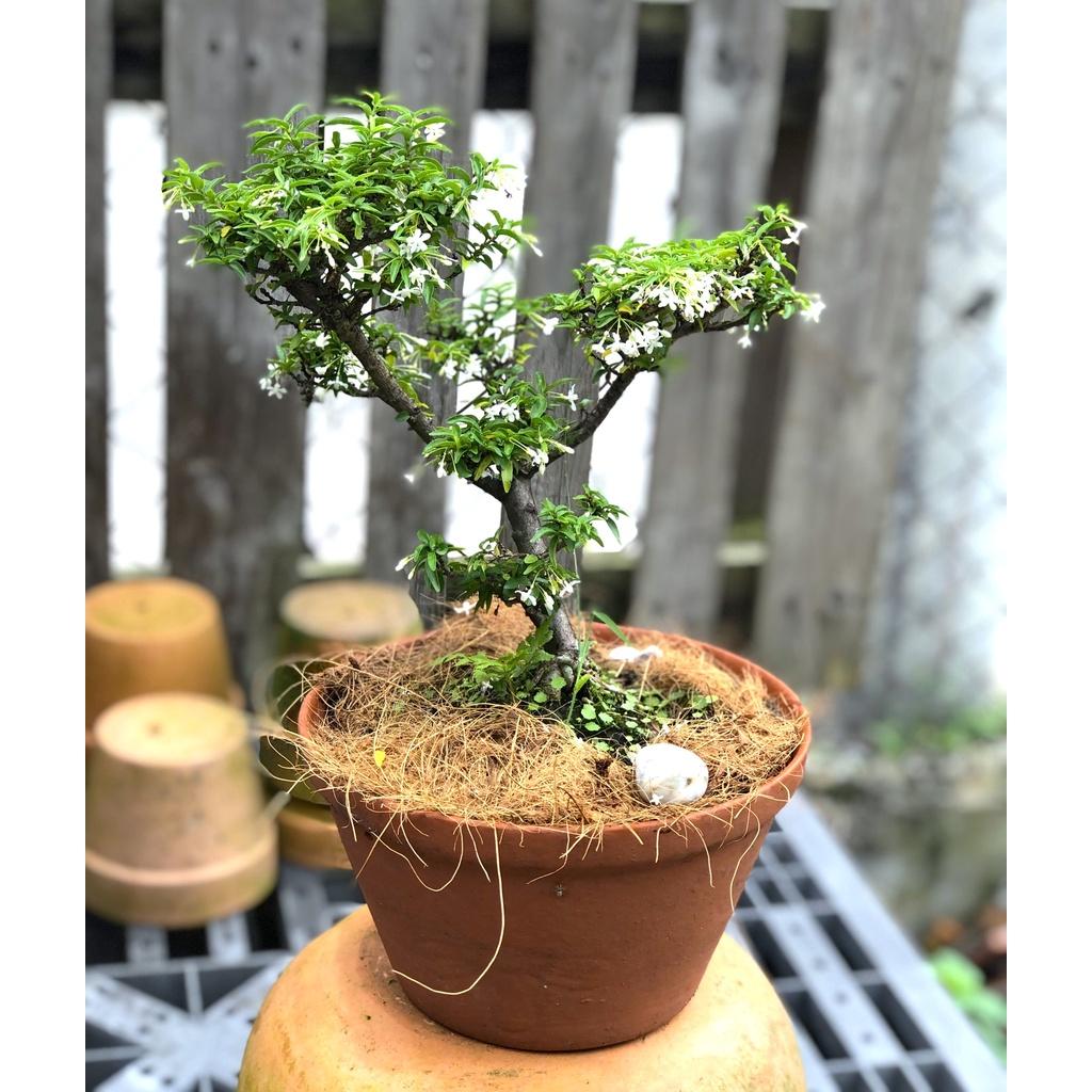 Chậu đất nung cây mai chiếu thủy Bonsai