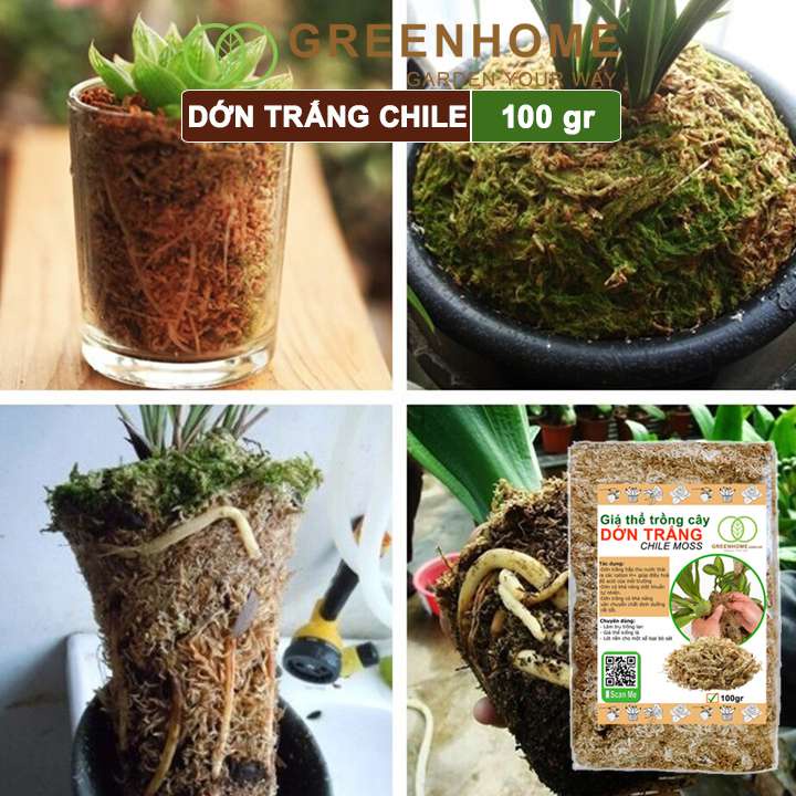 Dớn trắng Chilê, gói 100gr, đã qua xử lý, giữ ẩm tốt, kháng khuẩn tự nhiên, trồng lan, kiểng lá hiệu quả |Greenhome