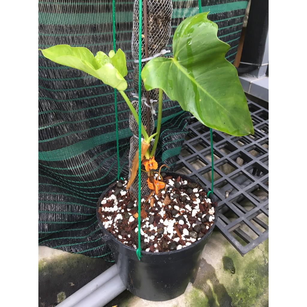 Giá thể trồng kiểng lá túi 01 kg