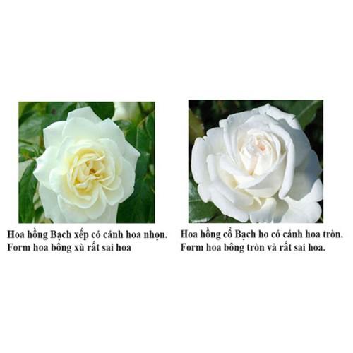 Combo 3 bầu ươm cây giống hoa hồng CỔ TRẮNG BẠCH XẾP-Giống hồng cổ trắng đẹp và sai hoa - cb3cghhdc