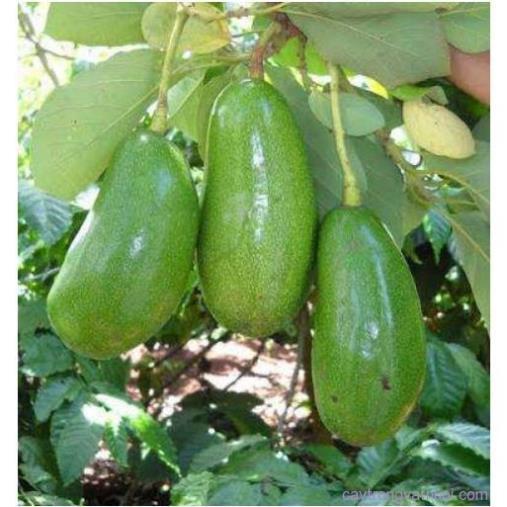 CÂY GIỐNG BƠ SÁP XANH