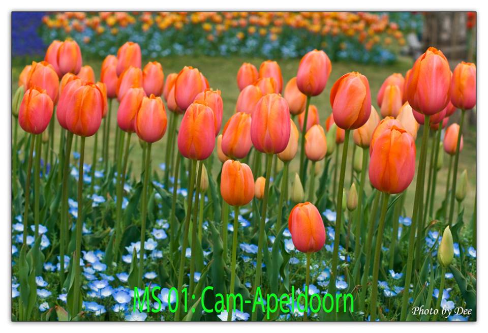 Bộ 5 củ giống hoa tulip hoa màu vàng viền cam