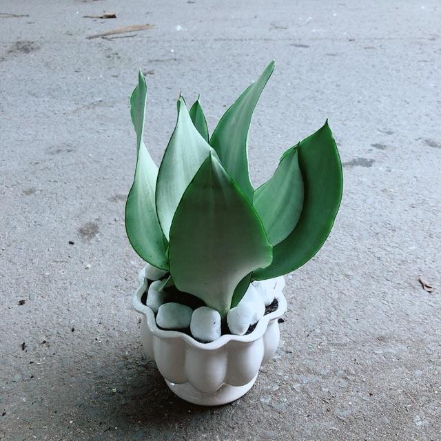 Chậu Cây Lưỡi Hổ Bạc