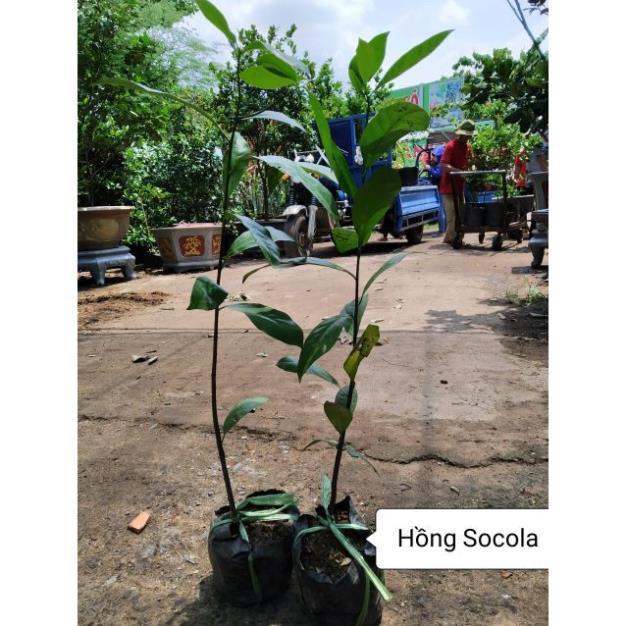 CÂY GIỐNG HỒNG ĐEN SOCOLA NHIỆT ĐỚI SIÊU NGON, CAM KẾT CHUẨN GIỐNG F1