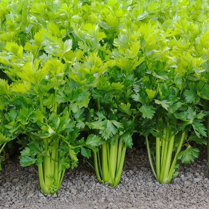 Hạt Giống Rau Cần Tây - Rau Trồng Chậu Tại Nhà