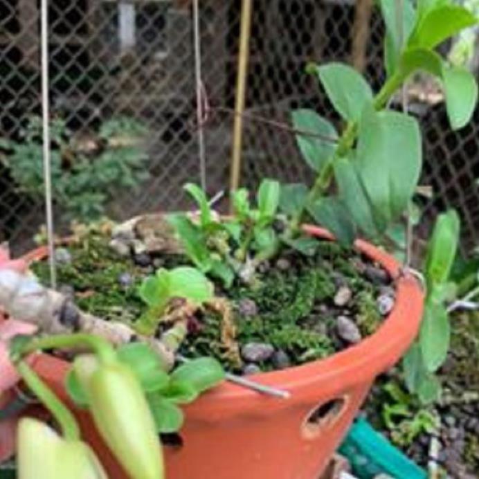 Sản Phẩm Hoa lan phi điệp - 5ct bùi việt