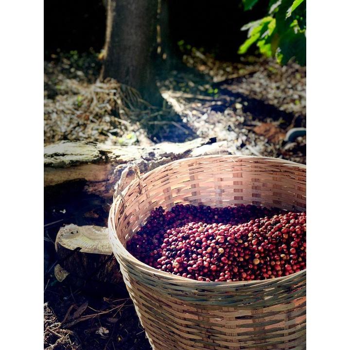 AZZAN Robusta Washed (chế biến ướt)- Cà phê Đăk Lăk chất lượng cao