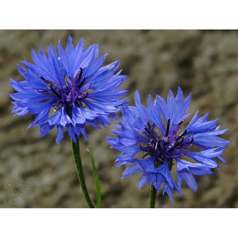 Hạt giống hoa Thanh Cúc  nhiều màu - 50 hạt