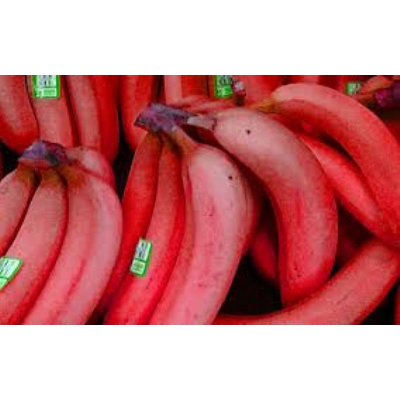 Cây giống chuối đỏ cấy mô siêu sớm