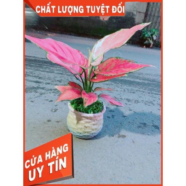 Chậu Vạn Lộc Hồng