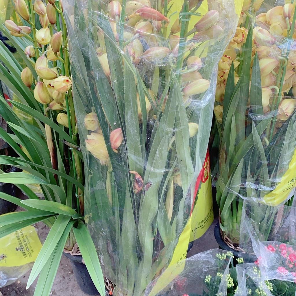 Bụi Địa Lan Lớn