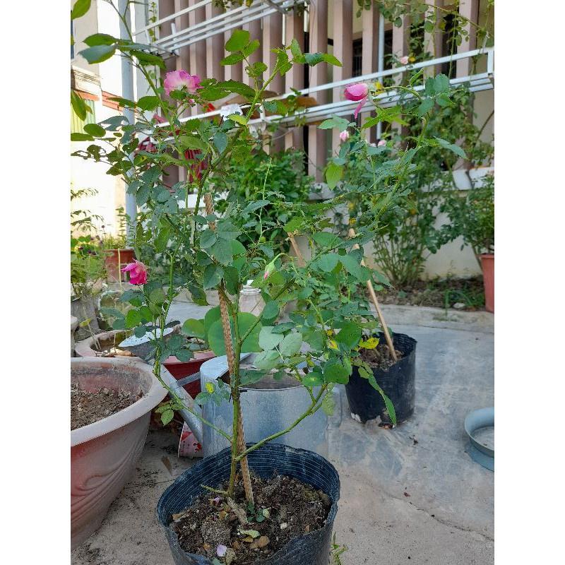Hoa hồng Sheherazad- cây trưởng thành