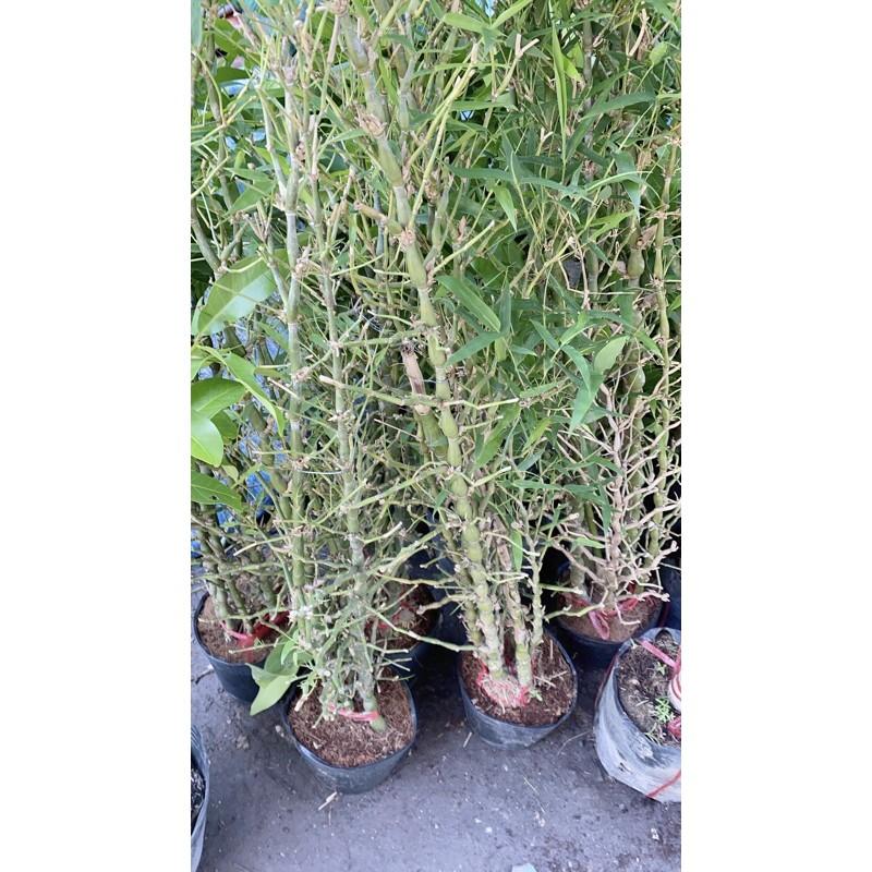 Bụi Trúc Quan Âm