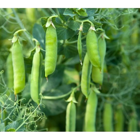 50gr hạt đậu hà lan nhập khẩu