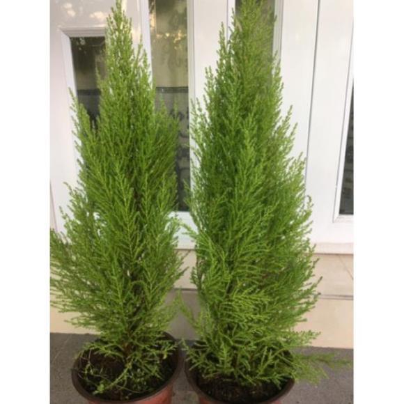 Cây Tùng thơm,lá thơm dễ chịu