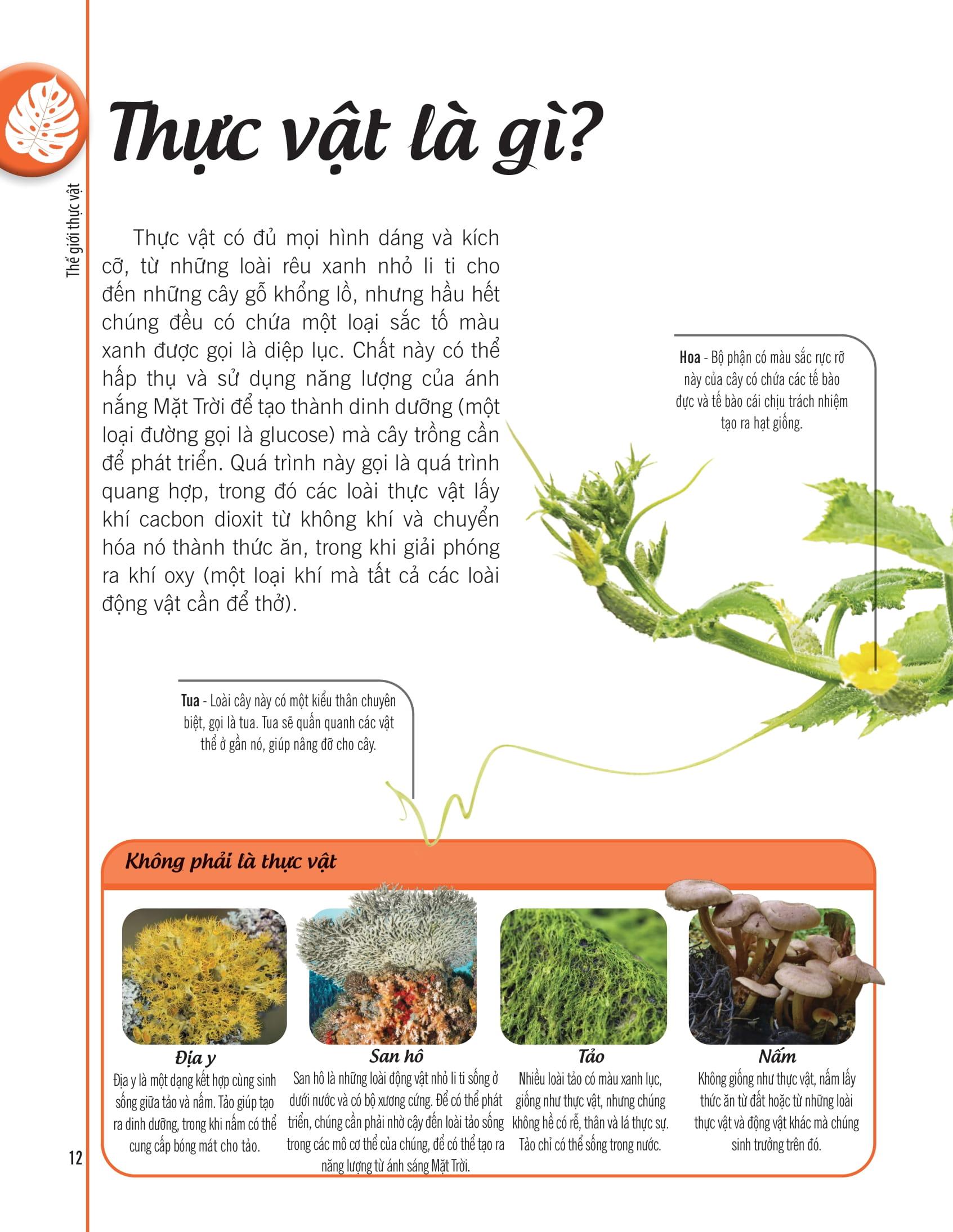 Bách Khoa Thư Về Thế Giới Thực Vật - Cây, Lá, Hoa Và Hạt