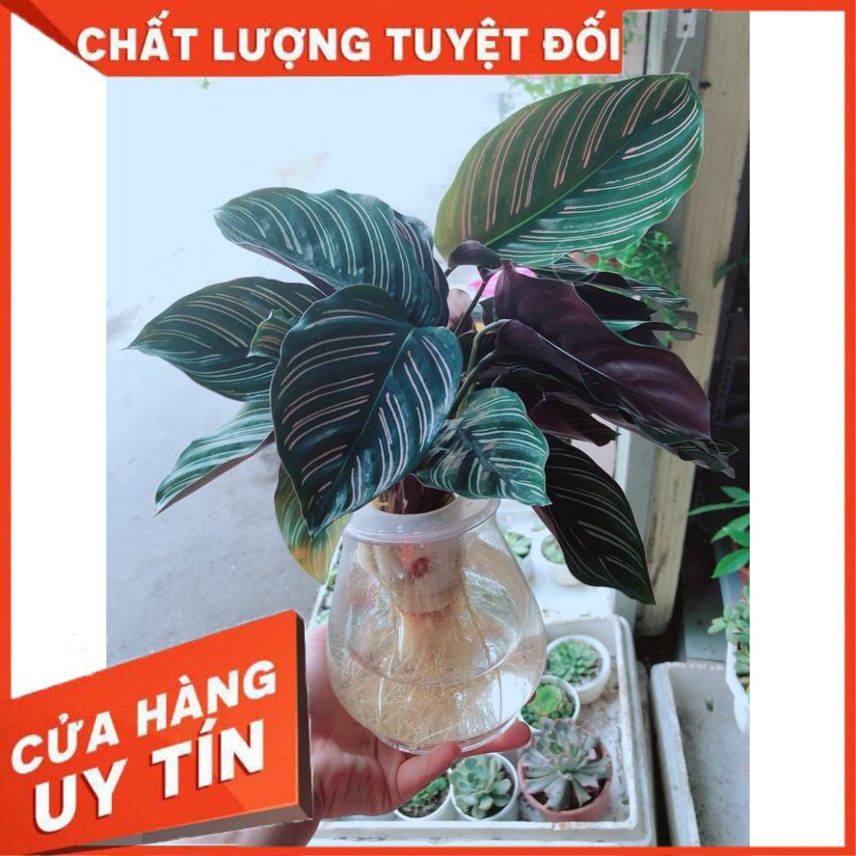 Chậu cây đuôi công tím thủy sinh chậu nhựa