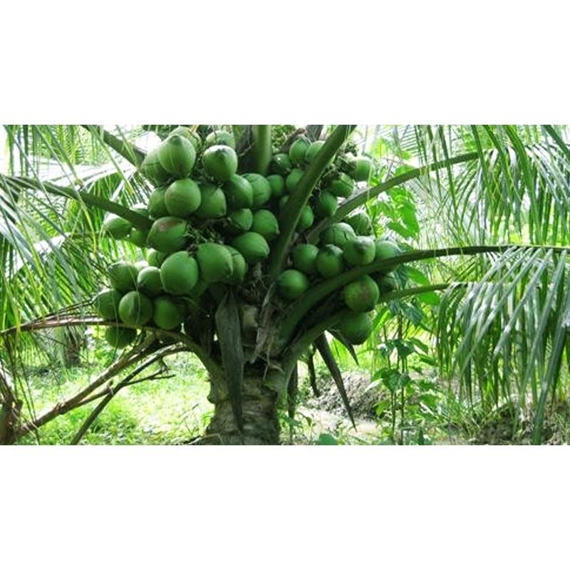 Cây giống Dừa xiêm lùn F1 CHO QUẢ SỚM NHIỀU NƯỚC NHƯ HÌNH