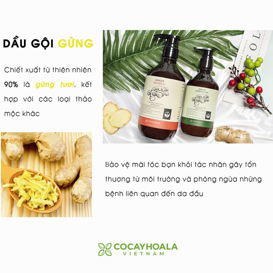 Combo Dầu gội,xả gừng - COCAYHOALA