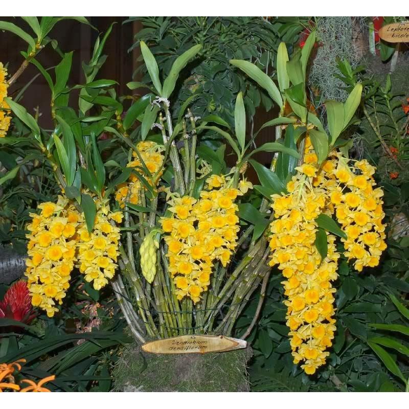 LAN KIỀU MỠ GÀ hàng rừng hoa siêu đẹp, gửi đi nguyên GIÒ