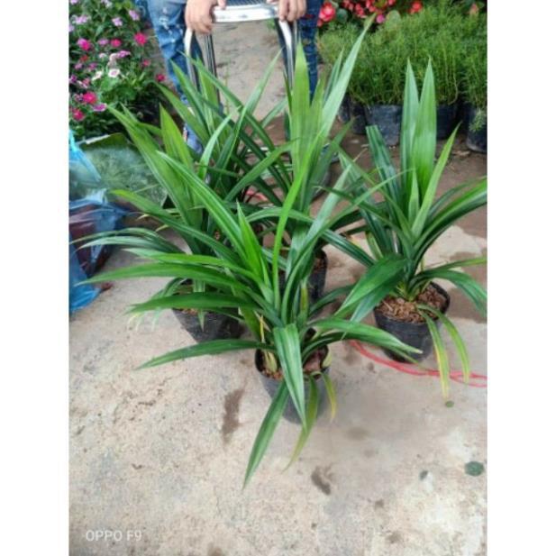 Cây giống lá cơm nếp