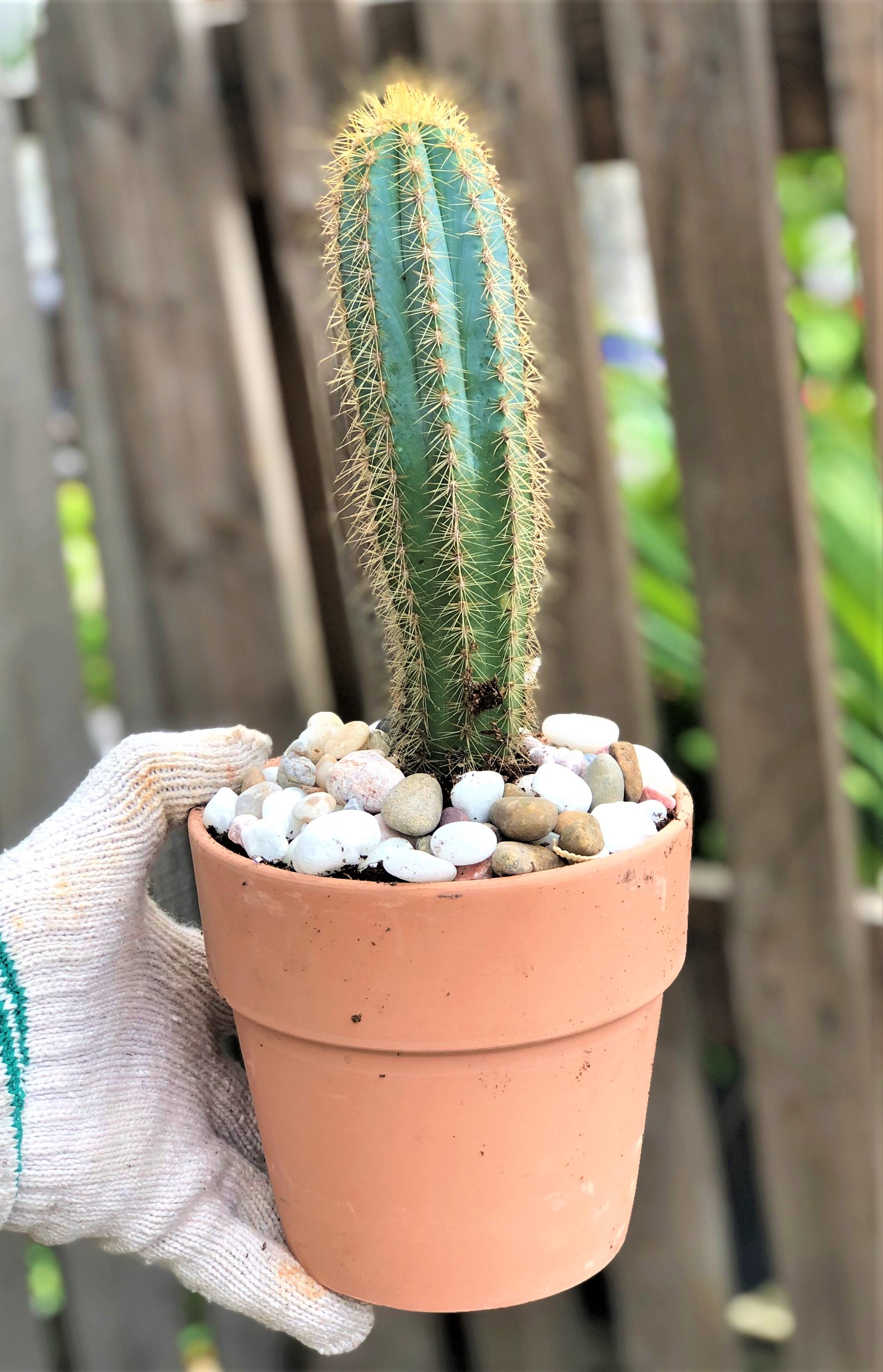 Bộ 10 chậu đất nung trồng xương rồng sen đá Rộng 14 cm x Cao 13 cm