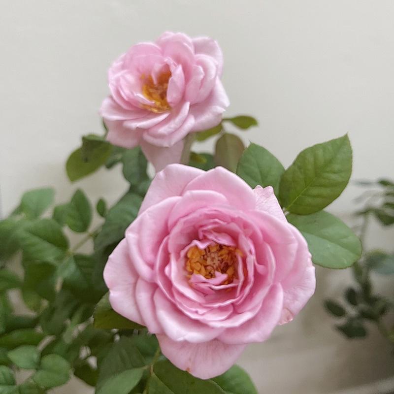 Hoa Hồng ngoại alister clark rose leo- cây nguyên bản